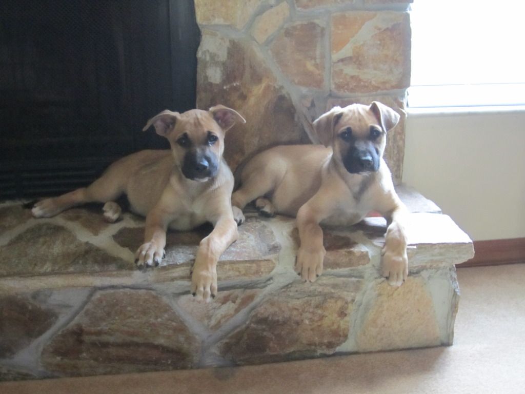 Lab And Boxer Mix Puppy Pictures