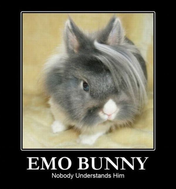 emo_bunny651.jpg