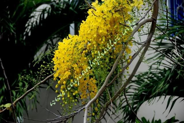 caycanhphatloi_caybocapnuoc_1_GF.jpg caycanhphatloi_caybocapnuoc_1_GF.jpg