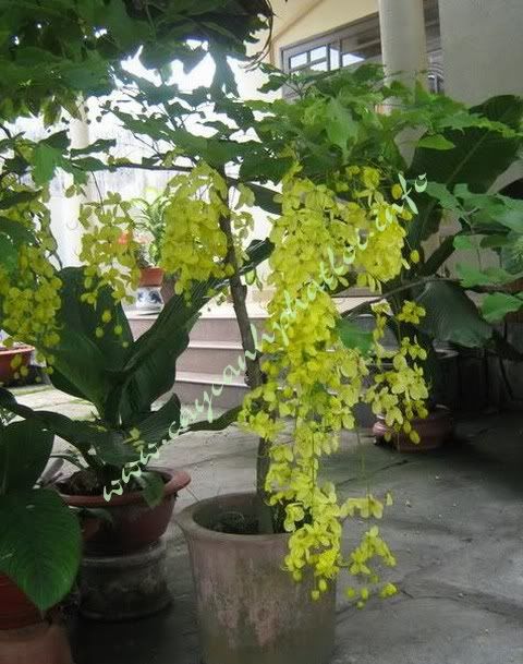 caycanhphatloi_caybocapnuoc__GF.jpg caycanhphatloi_caybocapnuoc__GF.jpg
