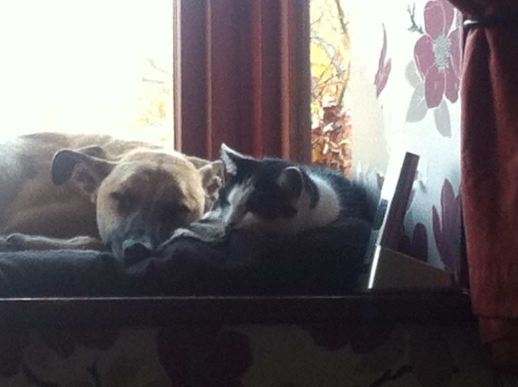 1B79FF99_zpsf927c21f.jpg?t=1352379373