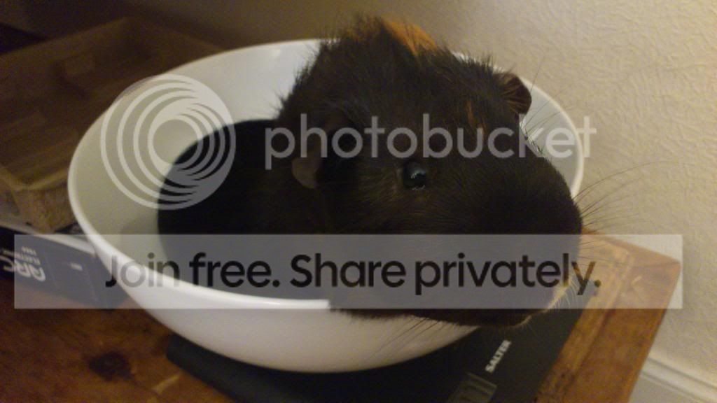 DSC_0213_zpse04ee3df.jpg