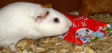 RosieandapresentfromSecretSanta_zpsd980be8d.jpg